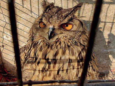 No sacrifice: Eagle-owl rescued