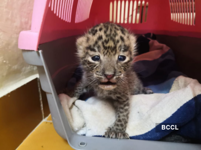 SGNP officials plan to adopt abandoned leopard cub after attempts to reunite it with mother fail