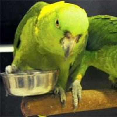 Parrot's fan-tastic obsession