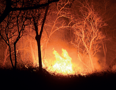 Karnataka: People asked to help douse forest fires