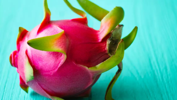 Odisha: Dragon fruit to wean farmers away from ganja cultivation