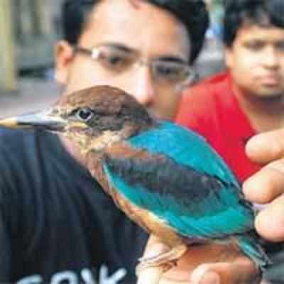 3 baby kingfishers saved from skewers
