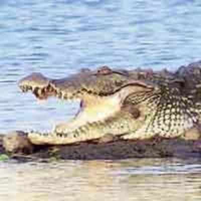 Safety nets to protect devotees from croc attacks
