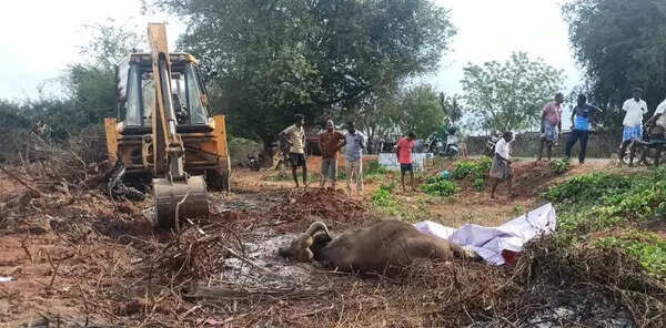 Indian gaur dies after being hit by unidentified vehicle