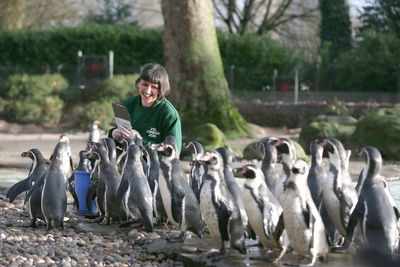 Protest outside Mum zoo over penguins' import on Sat