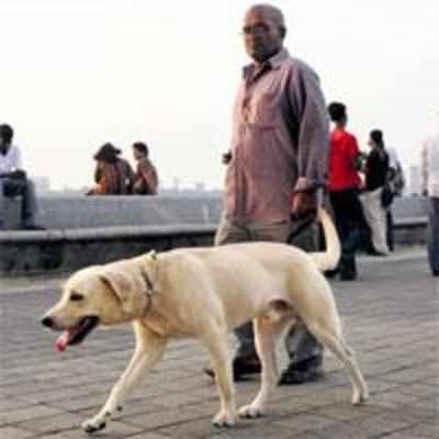 Pets will be banned on marine drive