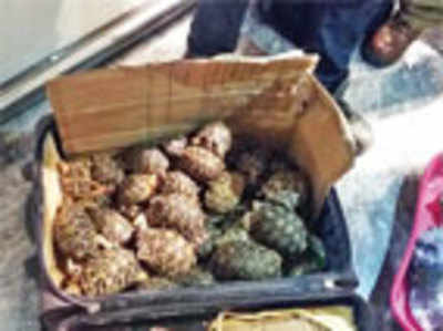 2 held for attempt to smuggle protected wildlife from India