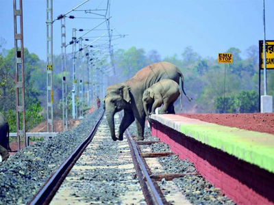 FACT CHECK: Viral photo of elephants crossing railway track a fake?