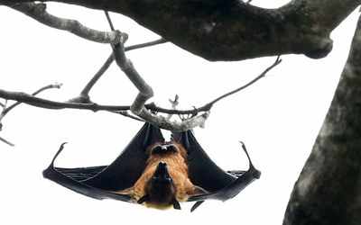 Nipah virus: WHO advises against travel and trade restrictions in India, classifies NiV outbreak in Kerala as low risk
