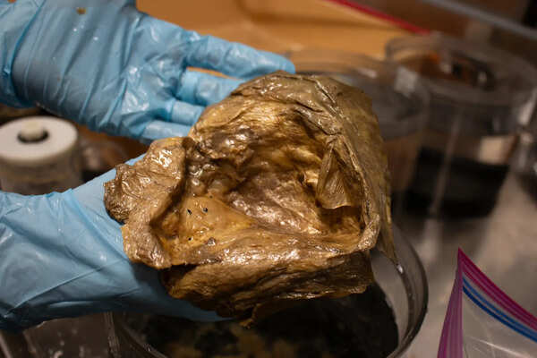 In 2023, deep-sea explorers chasing a golden glimmer on the seafloor found a biological treasure hidden two miles down