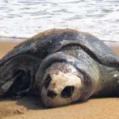Ban trawlers, prevent mortality of Ridley turtles: Ecologists