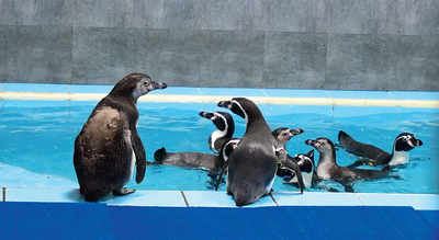 Happy, fit: 8 penguins check into Byculla zoo