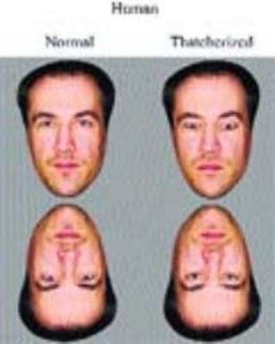 How we recognise faces at first glance