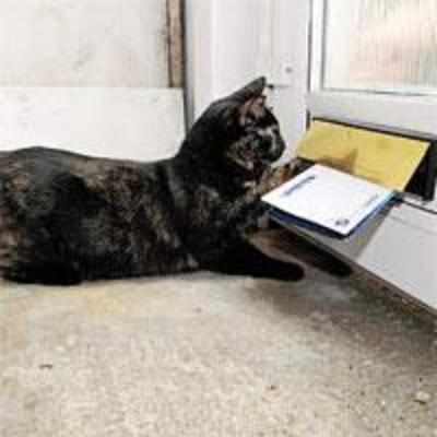 Royal Mail refuses delivery due to fierce cat