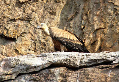 Bird-lovers flock to Ramanagaram to see rare visitor