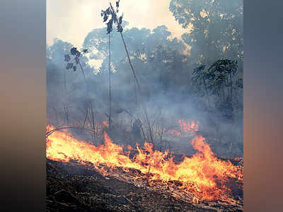 Brazil bans burning to defuse Amazon crisis