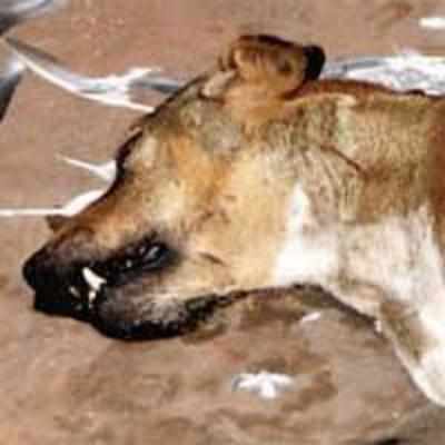 Dog dies after being trapped in sealed Ahmedabad building