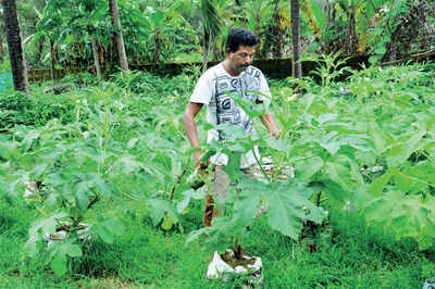 Okra magic in cement bags