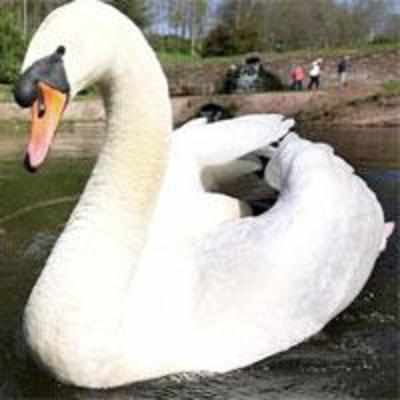 Killer swan set for bachelor life