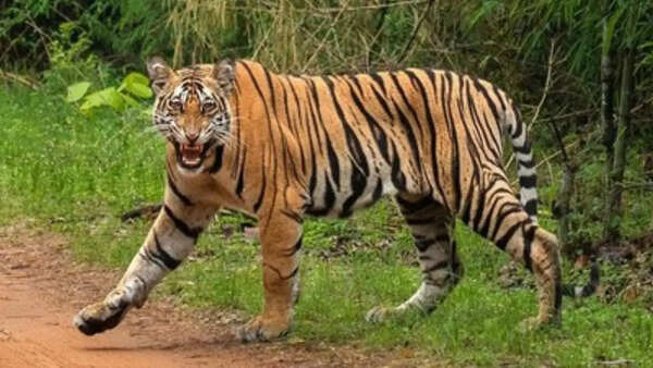 Maharashtra tiger attack: 4 women tendu leaf collectors mauled in Chandrapur, 1 man killed in Bhandara