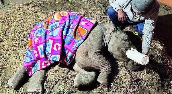 Hurt in mishap, baby elephant gets physio's care for recovery