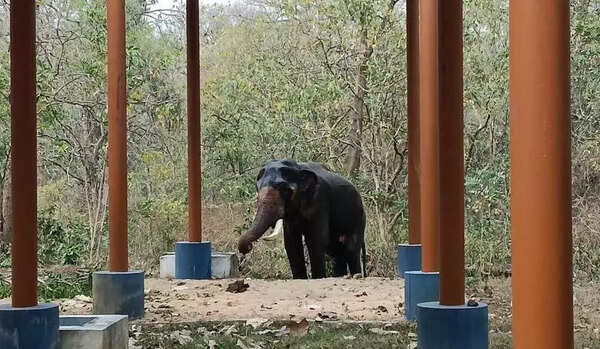 Meet John, the newcomer at Chadivayal elephant camp