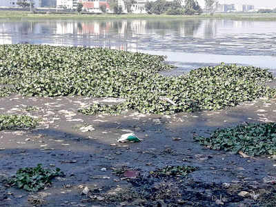 Bellandur worried over rapidly drying lakebed