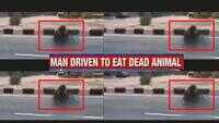 Shocking: Starving man ends up eating a dead dog in Jaipur 