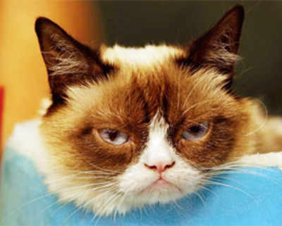 Grumpy Cat’s £60mn frown – celeb moggy forms lucrative franchise