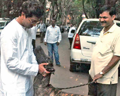 After attack on wife, Raj sends dogs to Karjat farmhouse