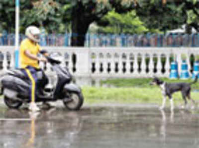 BBMP to pay up for stray dog bites