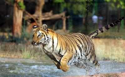 Uttar Pradesh: Tiger found resting in farmer's attic, rescued