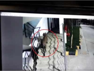 Watch: Leopard spotted at Korum mall, Satkar Residency Hotel finally caught