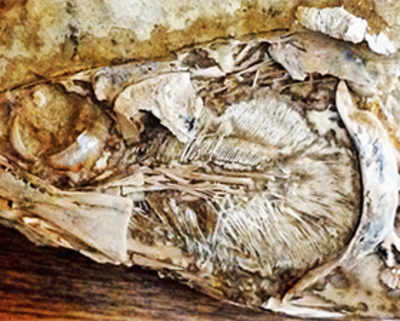 First ever fossilised heart of prehistoric animal found