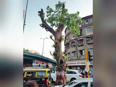 BMC’s Rs 116-crore tree-trimming contract questioned by experts