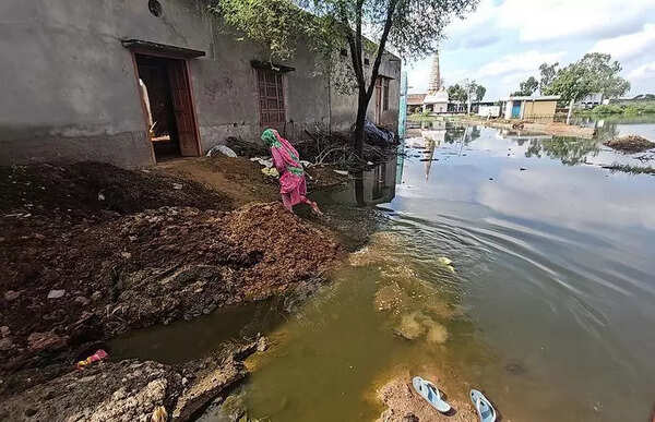 Biting back: Snakes take Jind schools, villagers hiss at MLA