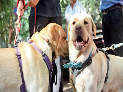 Pawsome: Pet parents in apartments get more teeth