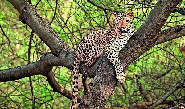 Jaipur forests record 62 leopards across  protected landscapes