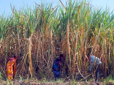 Ban sugarcane production in Marathwada, says divisional commissioner Sunil Kendrekar