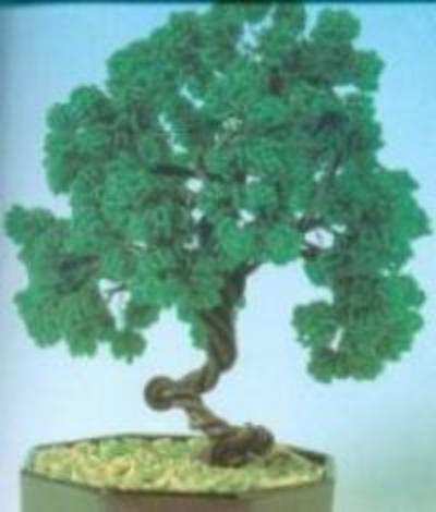 Grow your own Bonsai tree