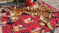 Jalpaiguri: 14-feet-long Royal Bengal tiger skin seized, Bhutani nationals arrested 