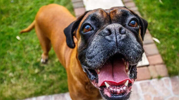 Boxer