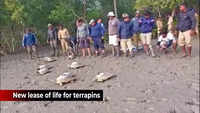 Sunderbans: Endangered river terrapins released into the wild with GPS 