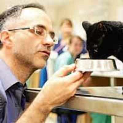 Paws for thought: Oscar the bionic cat