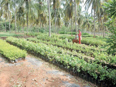 The wonders of mini Lalbagh