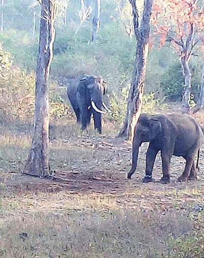 Alert at Dubare as elephant in musth goes on the rampage