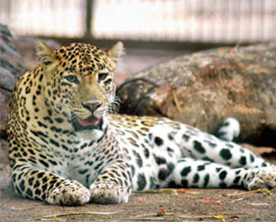 Swadeshi is best policy for Byculla zoo animals: BMC