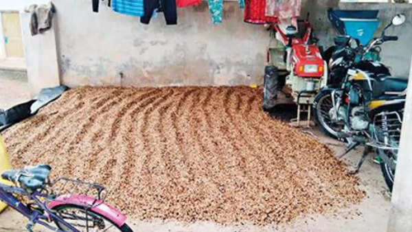 Karnataka: Coffee growers in distress over unseasonal rainfall in Sakleshpur region