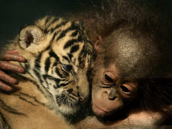 International Tiger Day 2024: Most adorable photos of tiger cubs you will ever see