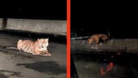 Video: Tiger strays on a flyover in Madhya Pradesh, halt vehicular movement 